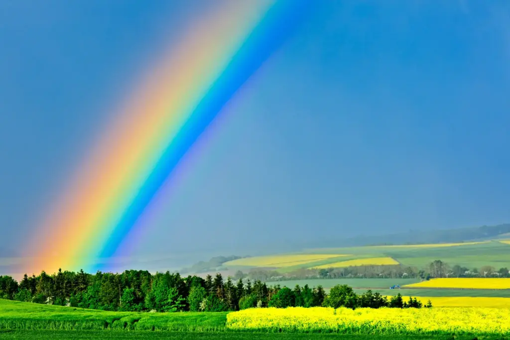 Paradies-Traumpfädchen im Maifeld bei Kaan mit Hügeln und blühenden Rapsfeldern