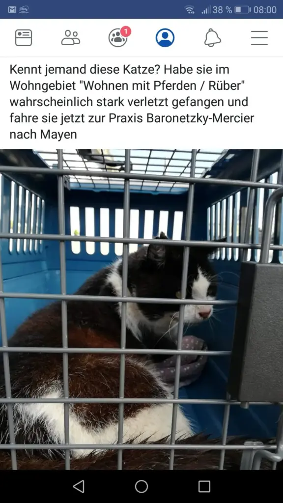 Facebook-Aufruf zur Besitzersuche einer verletzten Fundkatze aus Rüber