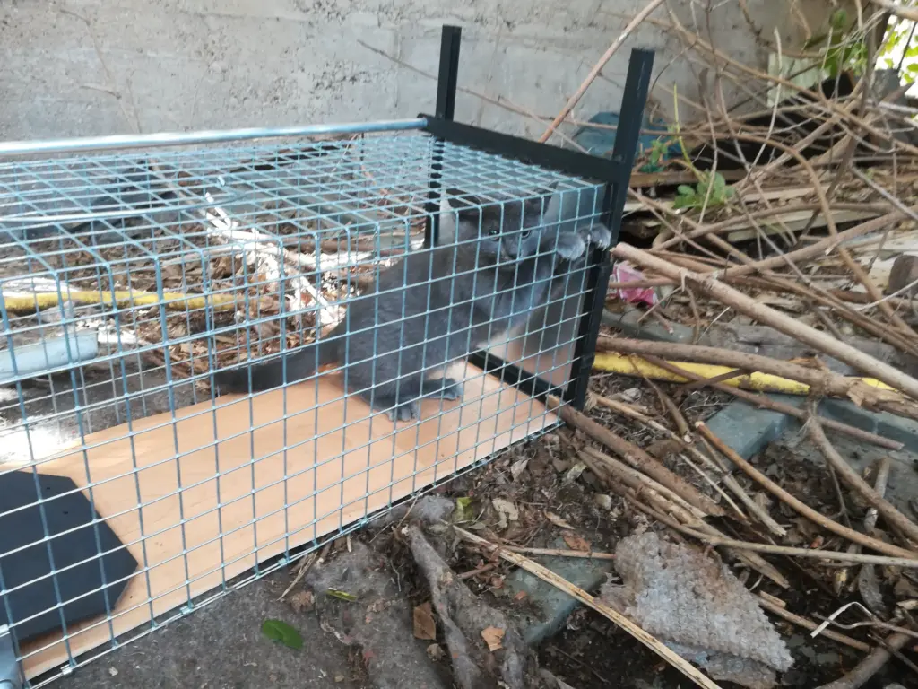 Gesichertes Kitten in Lebendfalle vor der Kastration, VG Maifeld