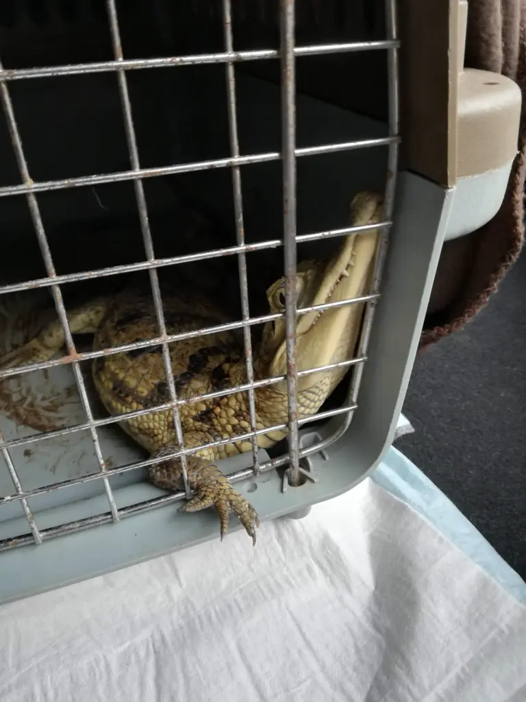 Krokodil in Transportbox – ungewöhnlicher Tierrettungseinsatz auf dem Maifeld