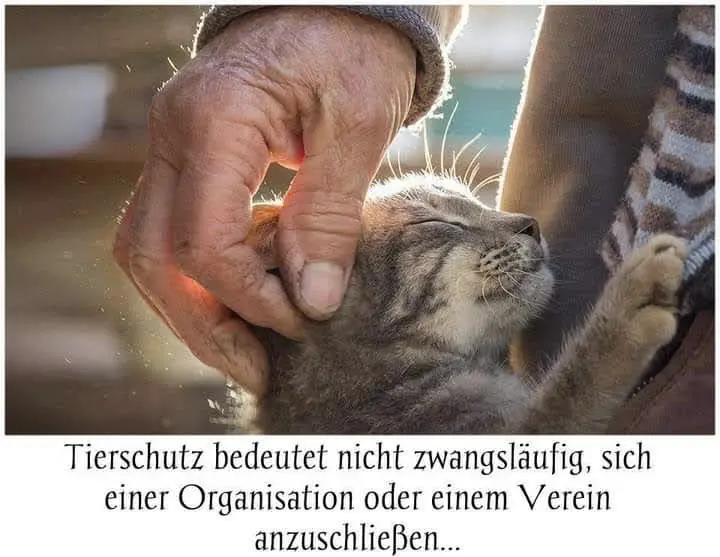 Kerstin Profittlich: Der Tierengel vom Maifeld